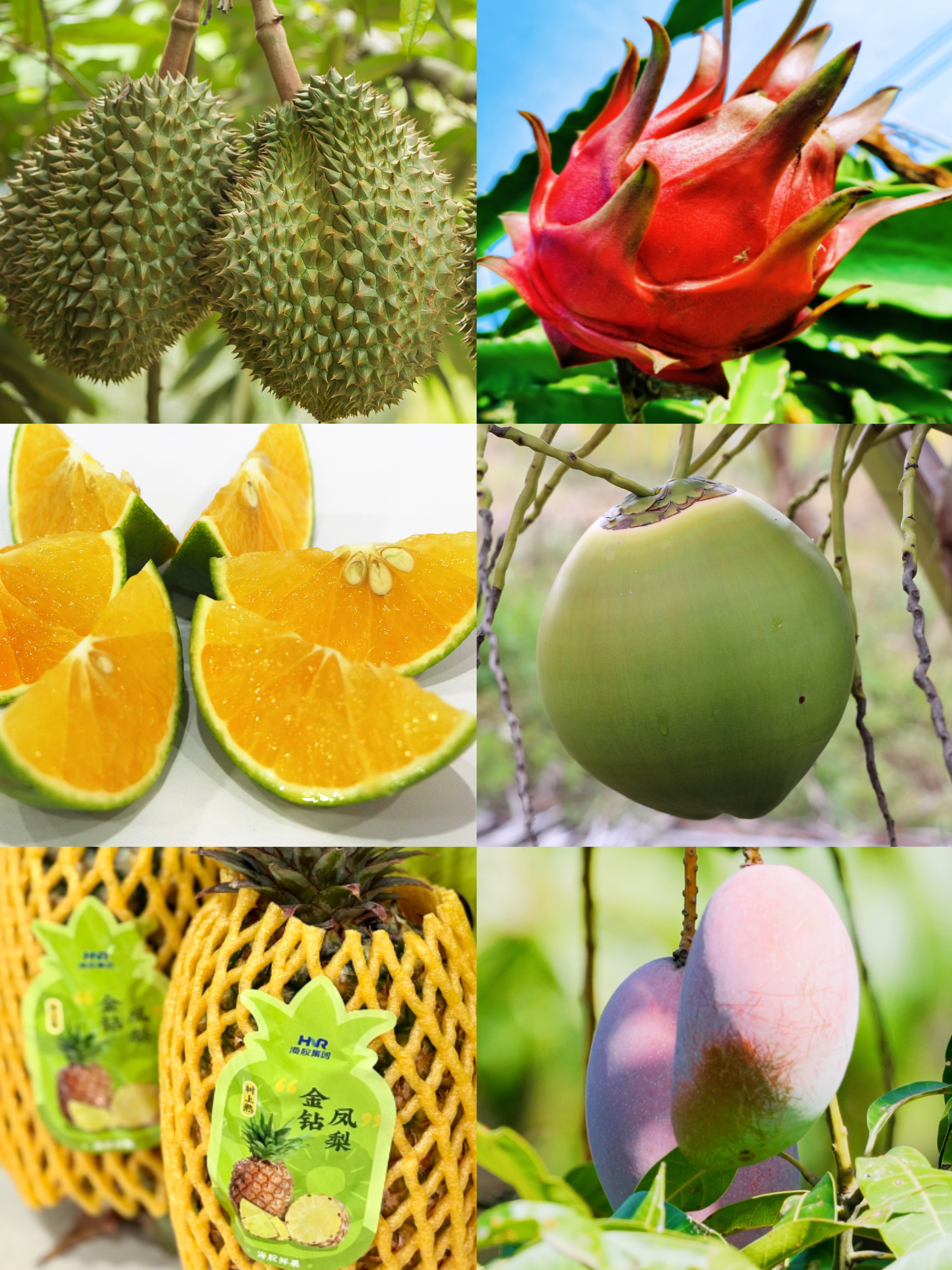 熱帶農業(yè)產品 · 熱帶水果